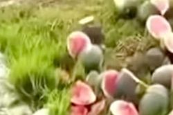 Ruộng dưa hấu sắp cho thu hoạch bất ngờ bị phá nát trong đêm