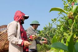 Cây thìa canh mở lối thoát nghèo ở vùng khó An Vinh