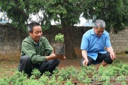 Mã số mở lối cho hoàng đàn ở Vạn Linh