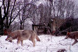 Sói hoang ở 'đất chết' Chernobyl tiến hóa, giới khoa học phát hiện dị thường