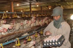 H&agrave; Nội đẩy mạnh chăn nu&ocirc;i c&ocirc;ng nghệ cao, an to&agrave;n sinh học