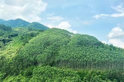 Điều chỉnh Quy hoạch lâm nghiệp quốc gia thời kỳ 2021 - 2030, tầm nhìn đến năm 2050