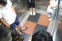 Vụ đánh người vì bị nhắc đeo rọ mõm cho chó ở Hà Nội: Người dân chung cư nói gì?