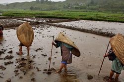 Ngôi làng nhiều mưa nhất thế giới, dân phủ cỏ mái nhà để giảm tiếng ồn