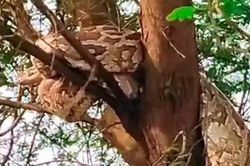 Đi canh ruộng, người dân bắt gặp cảnh tượng nổi da gà trên cây