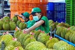 Doanh nghiệp xuất khẩu sầu riêng thích ứng với kỷ nguyên số