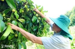 Khởi động vụ trái cây hè