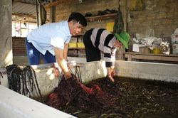 Phát triển nông nghiệp bền vững