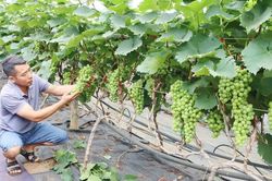 Điểm sáng nông nghiệp trên cao nguyên Nà Sản
