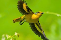 Dấu ấn 'Vietnam BirdRace 2026'