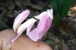 Xuất hiện động vật đẹp như hoa trên núi nổi tiếng ở Khánh Hòa