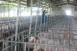 Giá heo hơi hôm nay, 13-5: Miền Bắc tăng tới 8.000 đồng/kg sau một tuần