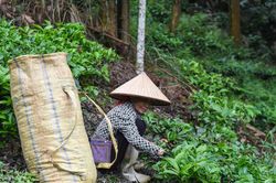 Chính sách dân tộc và miền núi và phép thử tư duy từ 'hỗ trợ' sang 'kiến tạo'