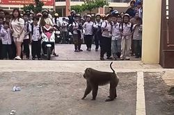 Khỉ hoang 'xuống núi', trêu chọc học sinh, cắn hỏng lốp ô tô