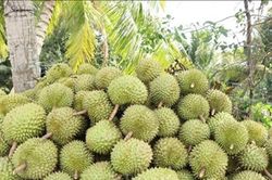 Gi&aacute; sầu ri&ecirc;ng Ri6 giảm s&acirc;u tại Đồng Th&aacute;p, siết chặt chất lượng v&ugrave;ng trồng để xuất khẩu