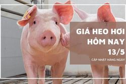 Ngày 13/5: Giá heo hơi tiếp tục tăng, neo đỉnh 71.000 đồng/kg