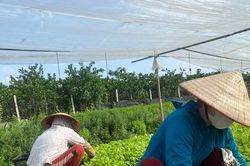Người dân phường Tây Tựu giữ vững nghề trồng rau truyền thống