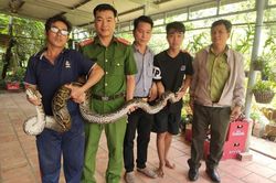 Phát hiện trăn đất nặng 14kg bất ngờ bò vào nhà dân ở Tây Ninh