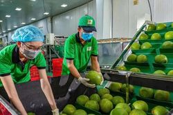 Bưởi, chanh Việt Nam rộng cửa v&agrave;o thị trường Trung Quốc