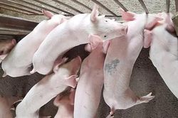 Gi&aacute; heo hơi ng&agrave;y 14/5: Thị trường cả nước tiếp tục đi ngang
