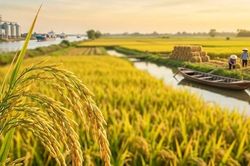 Giá lúa gạo hôm nay 14/5: Xuất khẩu tiếp tục bứt phá