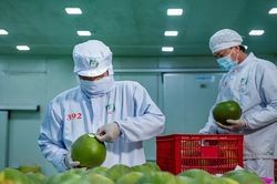 Bưởi, chanh xuất khẩu sang Trung Quốc bị siết chuẩn: Sai một khâu có thể mất cả thị trường