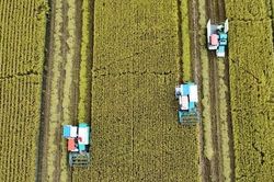 Đề án '1 triệu ha lúa' mở ra chương mới cho nông nghiệp Việt Nam