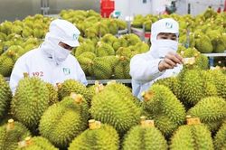 Quyết liệt tháo gỡ 'nút thắt' kiểm nghiệm, thúc đẩy xuất khẩu sầu riêng và nông sản chủ lực