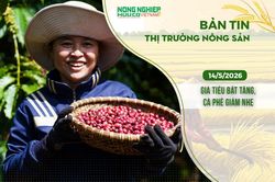 Thị trường nông sản 14/5/2026: Giá tiêu bật tăng, cà phê giảm nhẹ