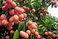 Bắc Ninh đẩy mạnh xúc tiến tiêu thụ vải thiều, nông sản chủ lực và sản phẩm OCOP năm 2026
