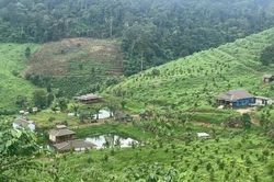 Tăng cường xử lý vi phạm về đất lâm nghiệp, khai thác trái phép môi trường rừng