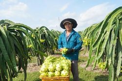 Thanh long Lâm Đồng trước 'cuộc sát hạch' khốc liệt của thị trường toàn cầu