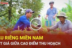Sầu riêng miền Nam rớt giá giữa cao điểm thu hoạch