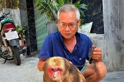 Khỉ mặt đỏ nặng 15kg được người dân giao nộp sau nhiều năm nuôi dưỡng