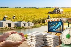 Giá lúa gạo hôm nay 15/5: Lúa tươi tăng nhẹ, gạo thơm Việt giữ giá cao
