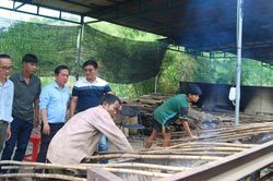 Vùng đất lý tưởng cho tre tầm vông