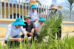 Ninh B&igrave;nh: Tập trung bảo vệ l&uacute;a Xu&acirc;n trước nguy cơ ch&aacute;y rầy cuối vụ