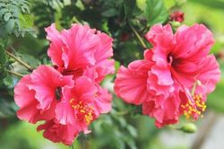 6 loại cây thu hút côn trùng, 'nguy hiểm' cho không gian kín