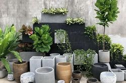 6 loại cây thu hút côn trùng, 'nguy hiểm' cho không gian kín