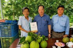 Lão nông giữ 'hơi thở' cho đất bằng bưởi hữu cơ