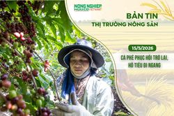 Thị trường nông sản 15/5/2026: Cà phê phục hồi trở lại, hồ tiêu đi ngang