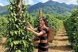 Giá hồ tiêu hôm nay 16.5: Thị trường tiếp tục neo cao