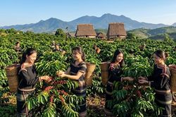 Giá cà phê hôm nay 16.5: Tây Nguyên đồng loạt giảm sâu