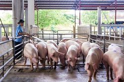 Giá heo hơi hôm nay 16.5: Miền Bắc áp sát miền Nam về giá