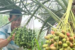 Trồng chà là trên vùng biên, nông dân thu tiền tỷ mỗi vụ