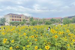 Ngôi trường vùng biển Hà Tĩnh ngập tràn sắc vàng hoa hướng dương