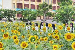 Ngôi trường vùng biển Hà Tĩnh ngập tràn sắc vàng hoa hướng dương