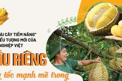 Sầu riêng Việt Nam đang chuyển từ 'tăng trưởng nóng' sang 'tăng trưởng chất lượng'