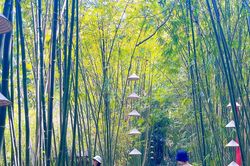Làng tre Phú An - Một 'khoảng lặng' xanh gần đô thị