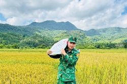 Bóng áo lính quân hàm xanh trên cánh đồng lúa vàng ươm